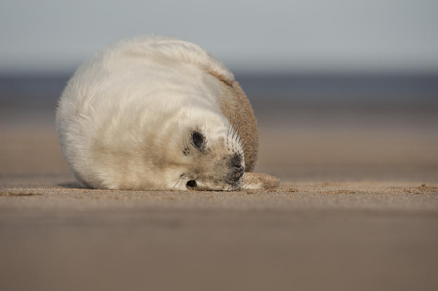 Grey Seal Pup #4 Photograph by Andy Astbury