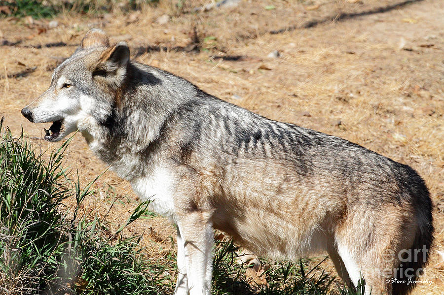 Grey Wolf #4 Photograph by Steve Javorsky