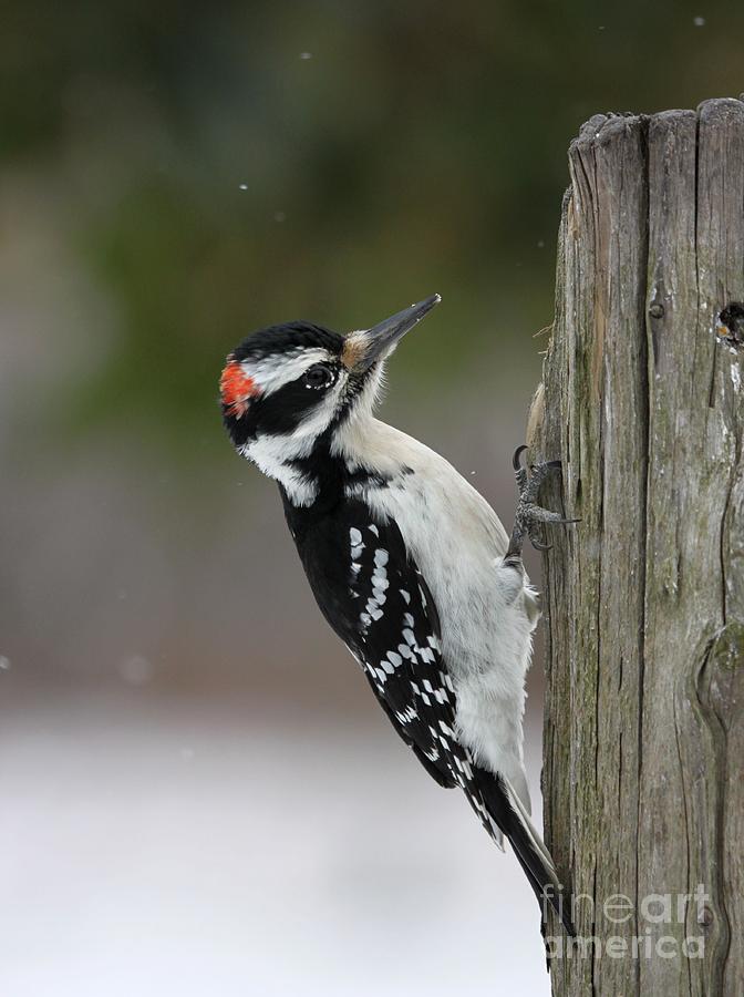 Hairy Woodpecker #4 Photograph by Jack R Brock