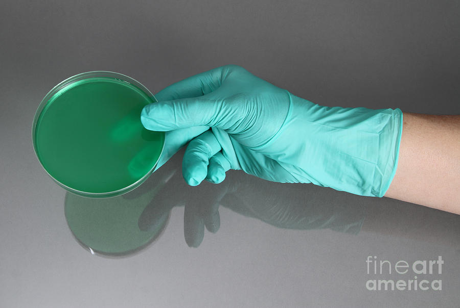 Hand Holding Petri Dish #4 Photograph by Photo Researchers