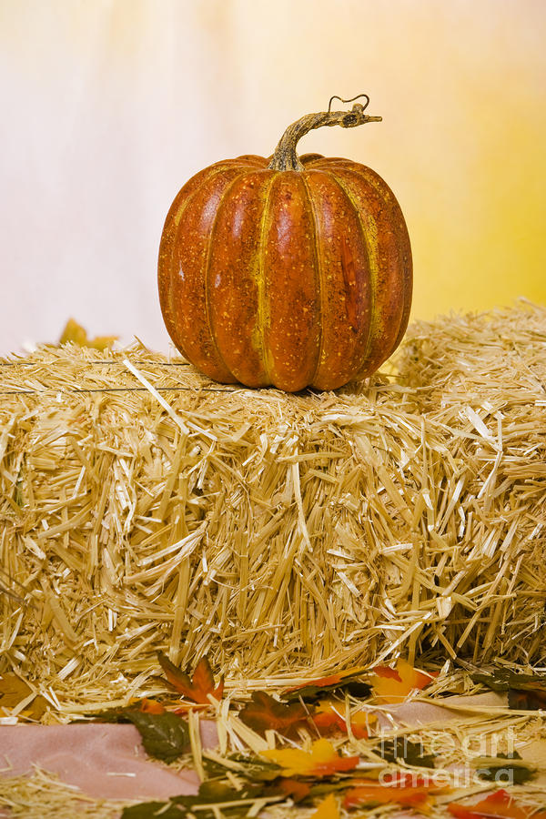 Pumpkin Photograph - Harvest #4 by Juan Silva