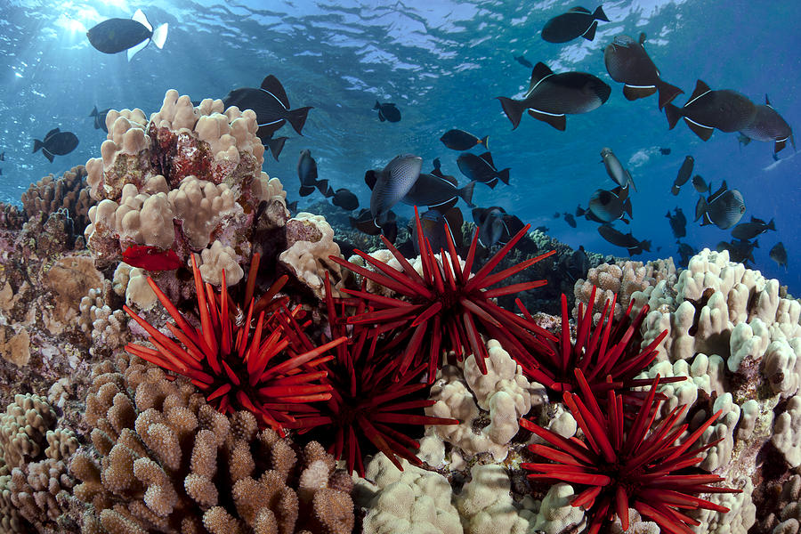Hawaiian Reef Scene #4 Photograph by Dave Fleetham