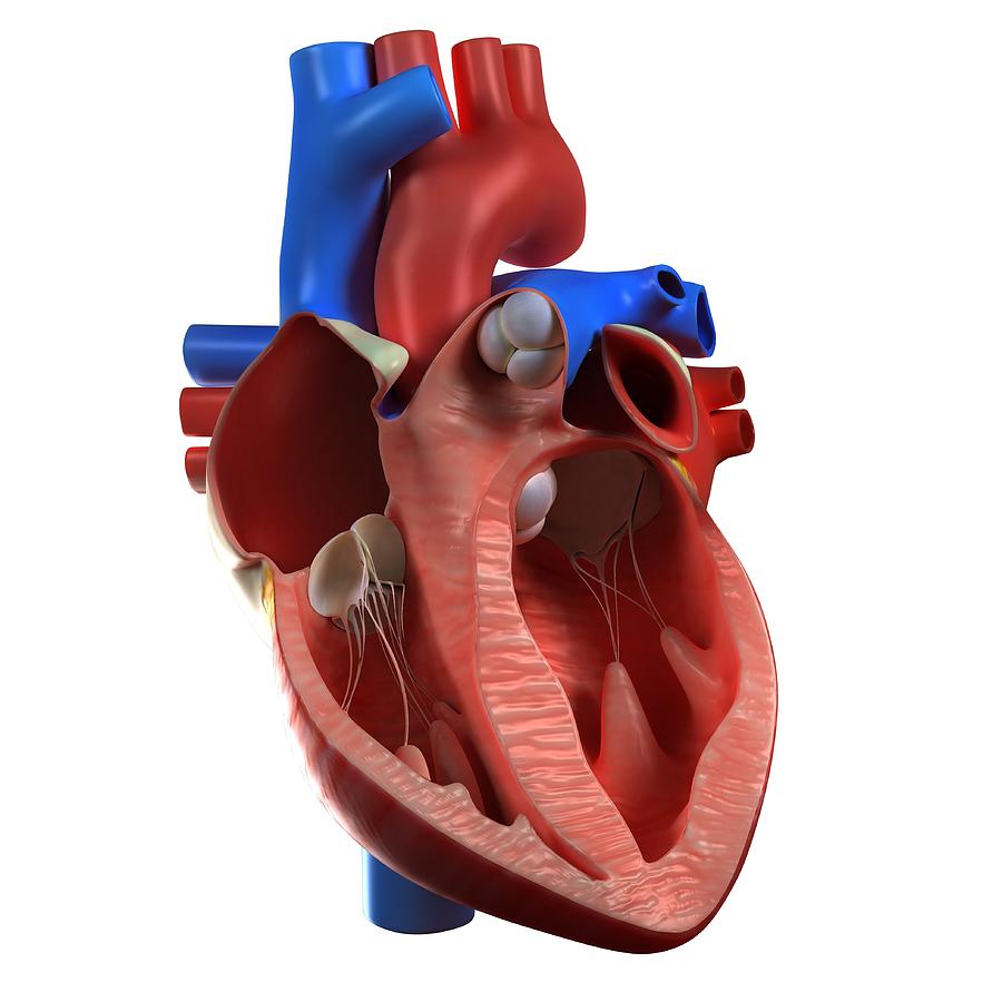Heart Anatomy, Artwork #4 Digital Art by Sciepro
