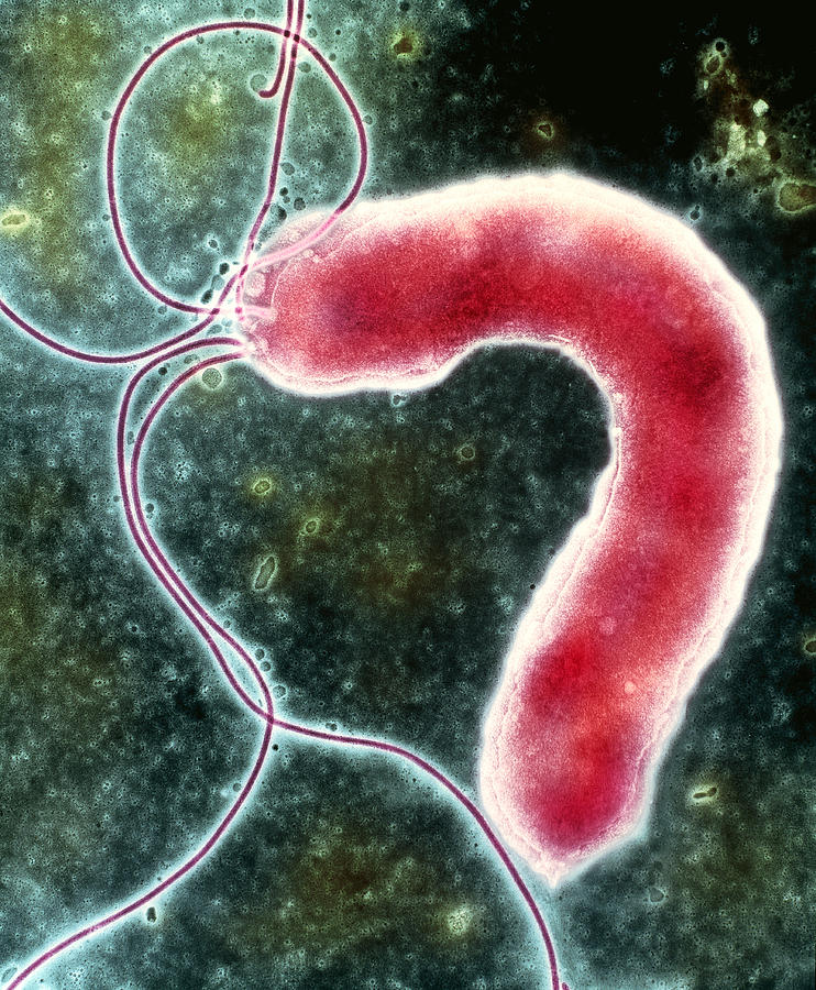 Helicobacter Pylori Photograph - Helicobacter Pylori Bacterium #4 by Nibsc