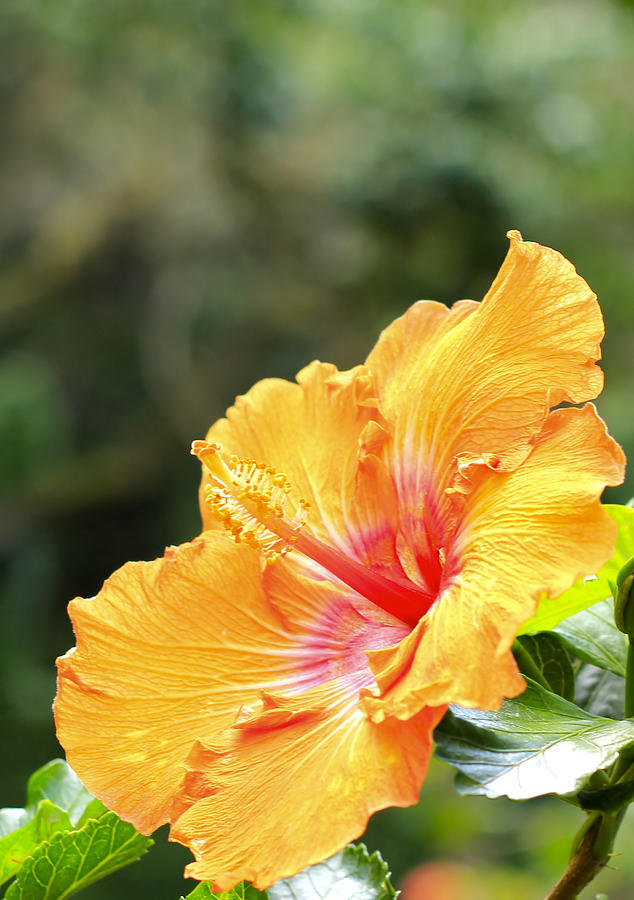 Nature Photograph - Hibiscus by Kelly Headrick