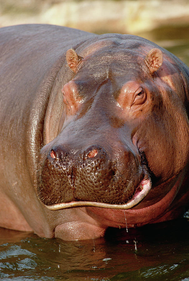 Hippopotamus Hippopotamus Amphibius #4 Photograph by Gerry Ellis