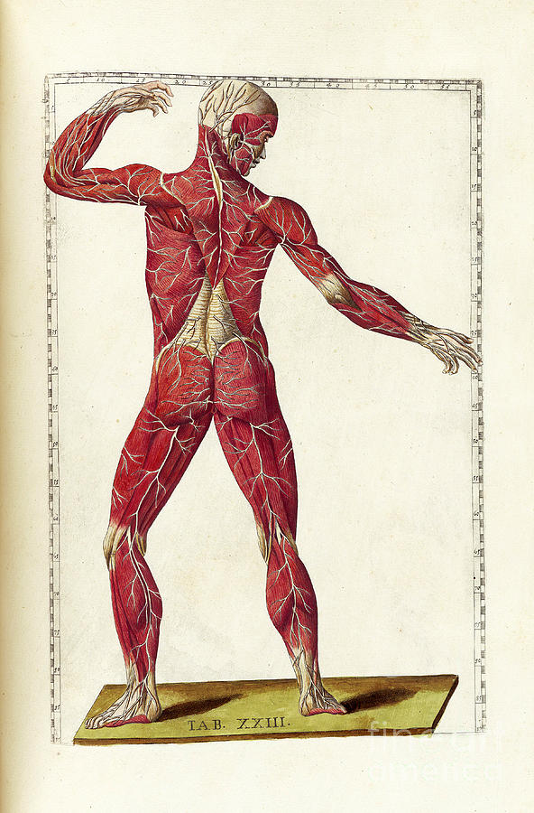 Historical Anatomical Illustration #4 Photograph by Science Source