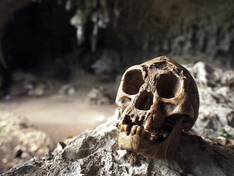 Prehistoric Photograph - Homo Floresiensis Skull #4 by Javier Truebamsf