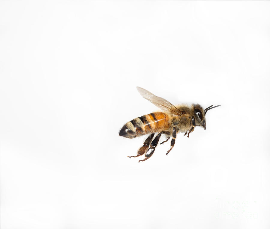 Honey Bee In Flight #9 Photograph by Ted Kinsman