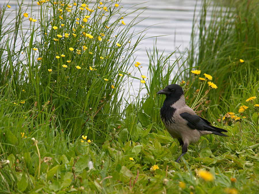 Hooded Crow Photograph