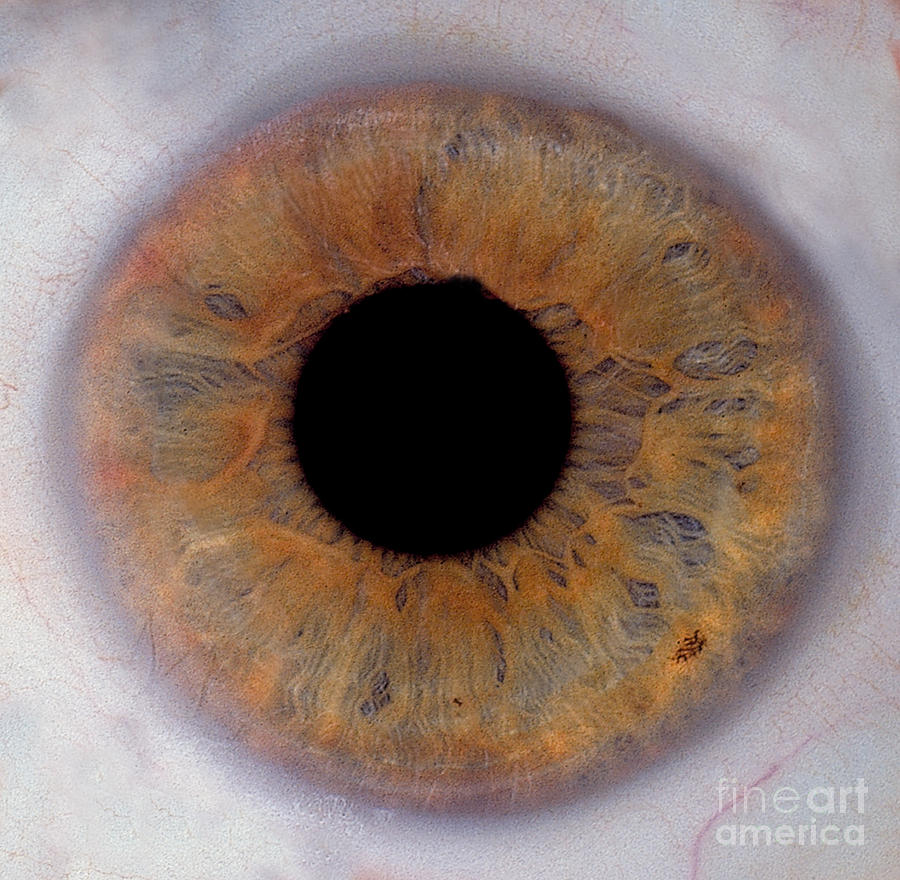 Human Eye #4 Photograph by Raul Gonzalez Perez