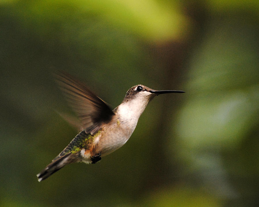 Hummingbird in Flight #4 Photograph by Jai Johnson