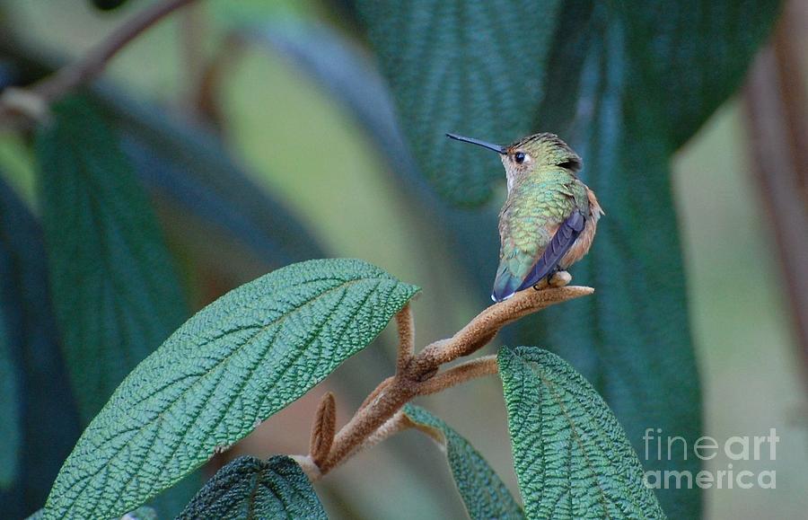 Hummingbird Photograph - Hummingbird by Marsha Thornton Hummingbird Photograph - Hummingbird by Marsha Thornton