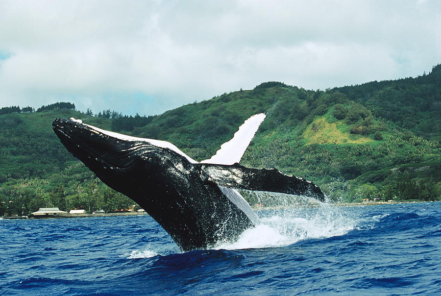 Humpback Whale Breaching Photograph by Alexis Rosenfeld