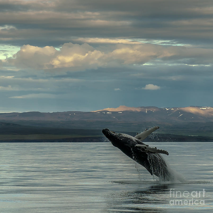 Humpback Whale #4 Photograph by Jorgen Norgaard