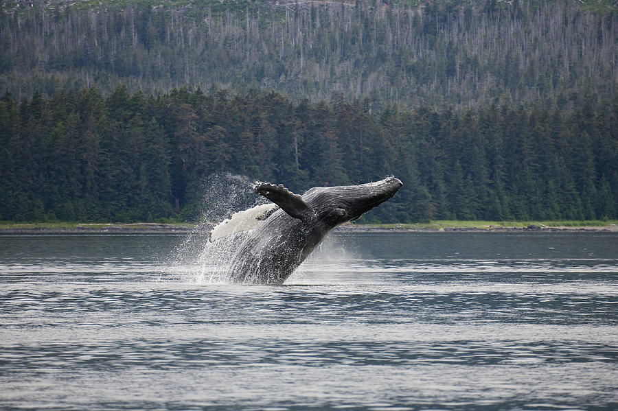 Humpback Whale Megaptera Novaeangliae #4 Photograph by Konrad Wothe
