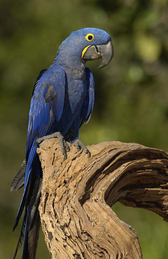 Hyacinth Macaw Anodorhynchus #4 Photograph by Pete Oxford