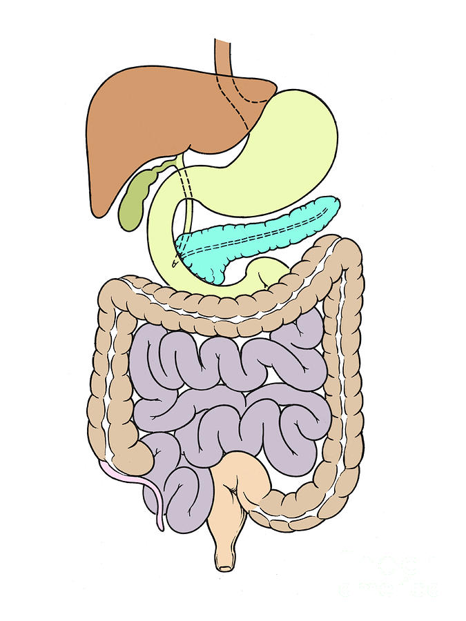 Illustration Of Abdomen Photograph by Science Source - Pixels