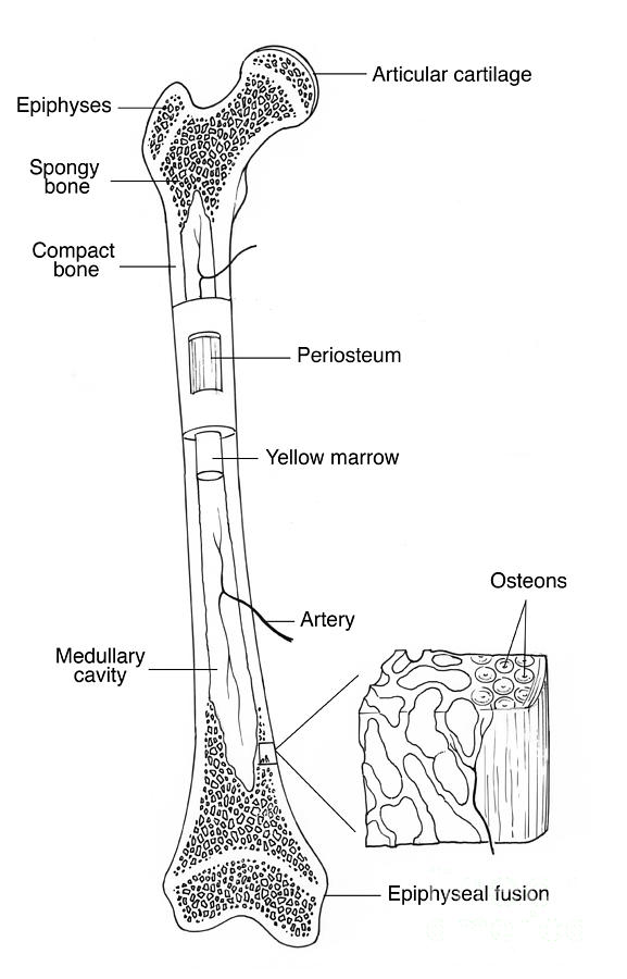 Illustration Of Bone Structure Photograph by Science Source - Fine Art ...