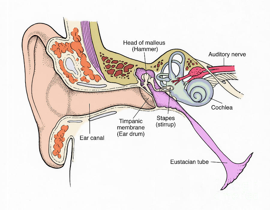 Illustration Of Ear Anatomy #4 Photograph by Science Source