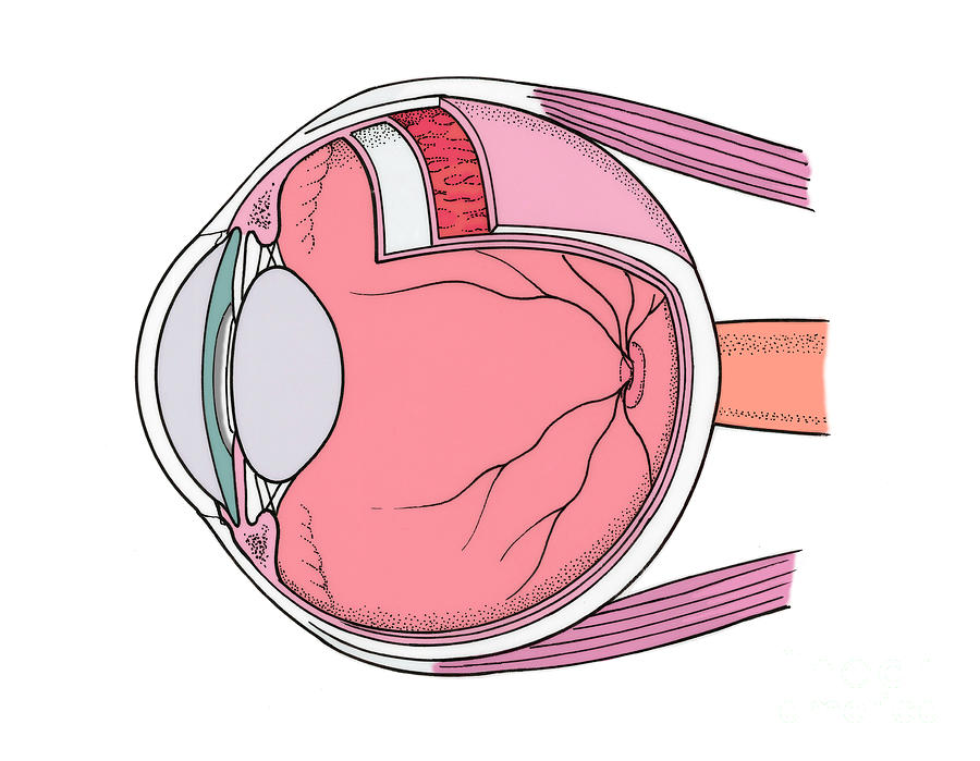 Illustration Of Eye Anatomy #4 Photograph by Science Source