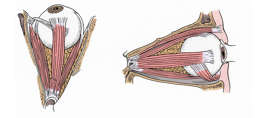 Illustration Of Eye Muscles #4 Photograph by Science Source