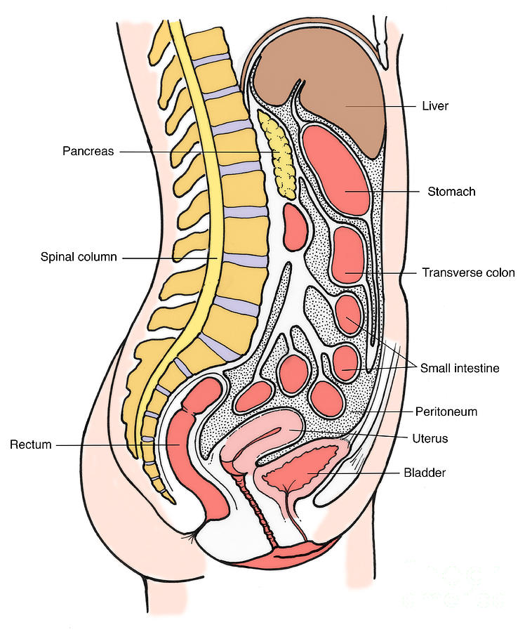 Illustration Of Female Internal Organs Photograph By Science Source Pixels