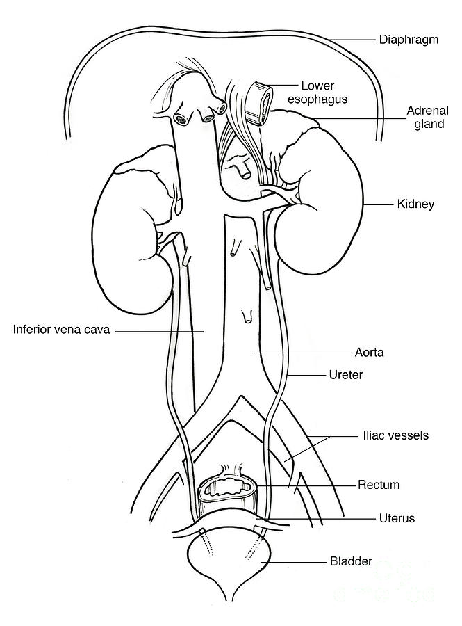Illustration Of Female Urinary System #4 Photograph by Science Source