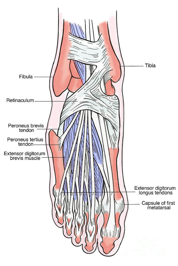 Illustration Of Foot Anatomy Photograph by Science Source - Fine Art ...