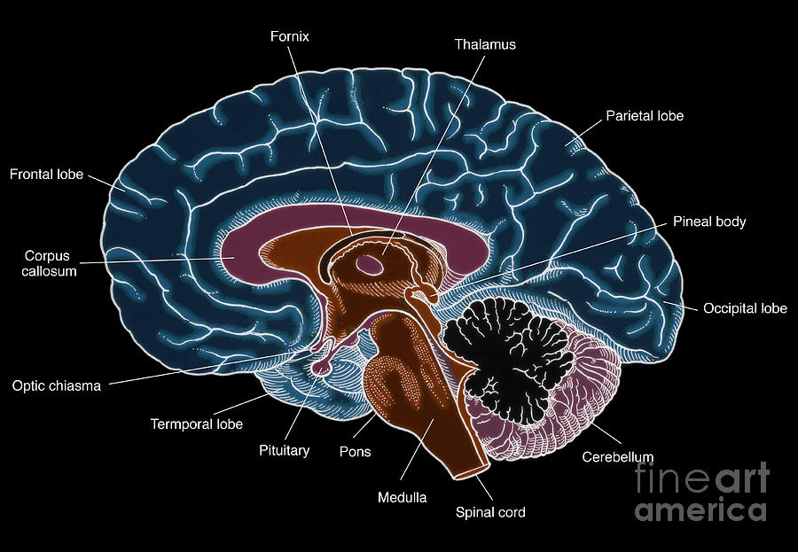 Illustration Of Human Brain #4 Photograph by Science Source