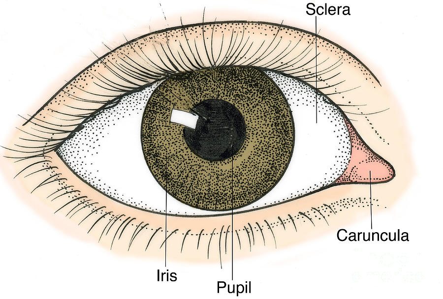 Illustration Of Human Eye #4 Photograph by Science Source