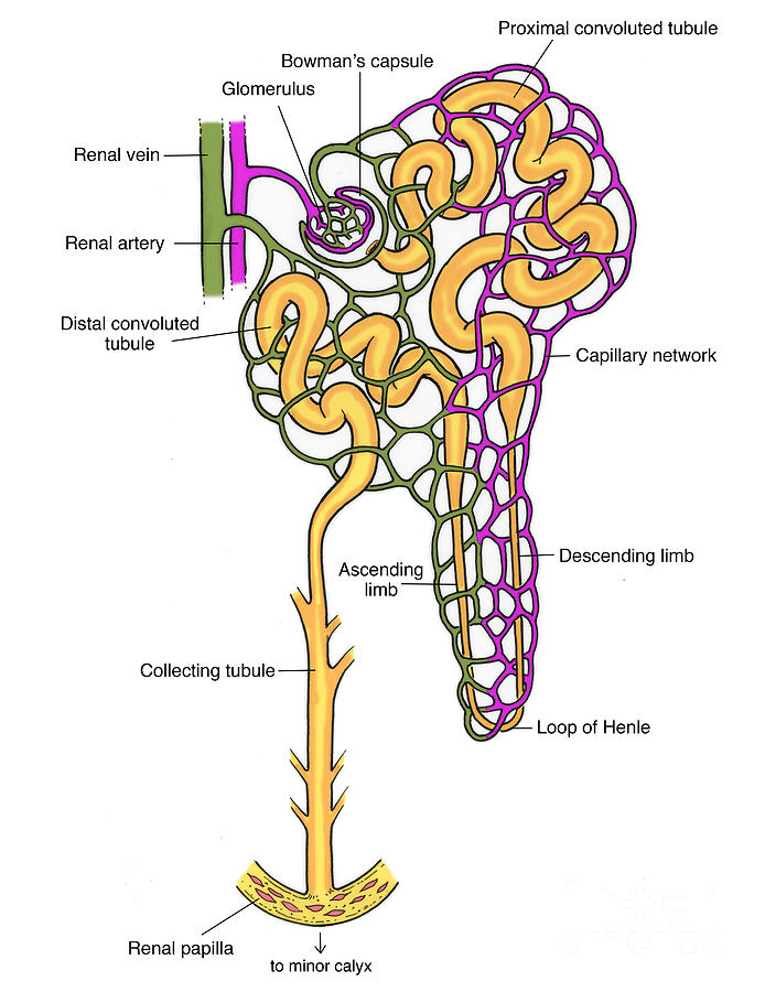 Illustration Of Nephron #4 Photograph by Science Source