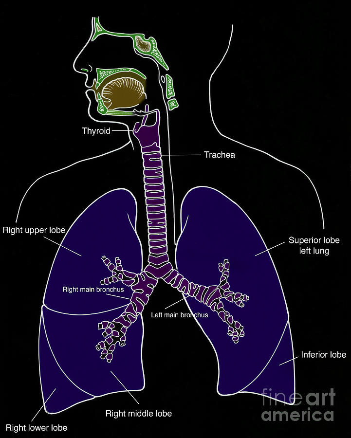 Illustration Of Respiratory System Photograph by Science Source - Fine ...