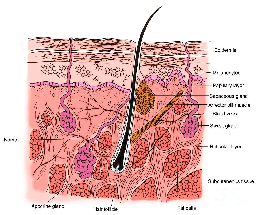 Illustration Of Skin Section #4 Photograph by Science Source