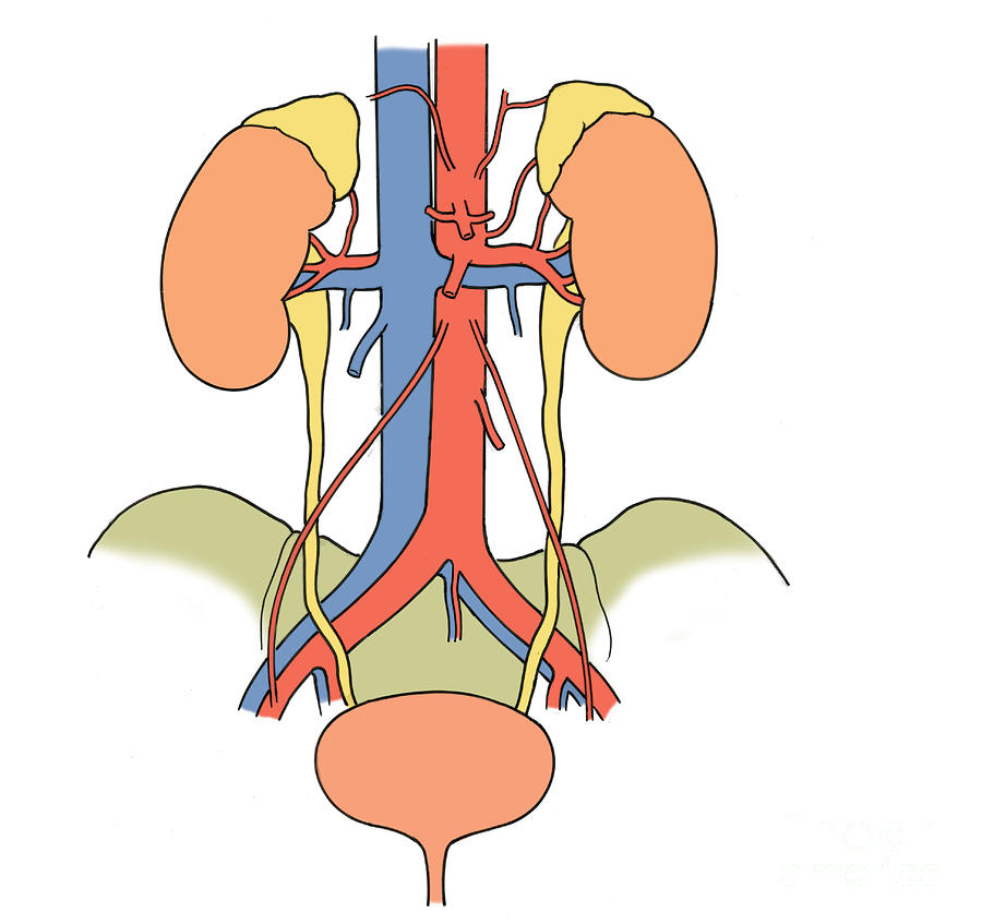 Illustration Of Urinary System #4 Photograph by Science Source