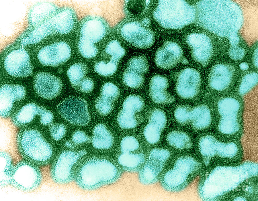 Influenza Virus, Tem #4 Photograph by Science Source