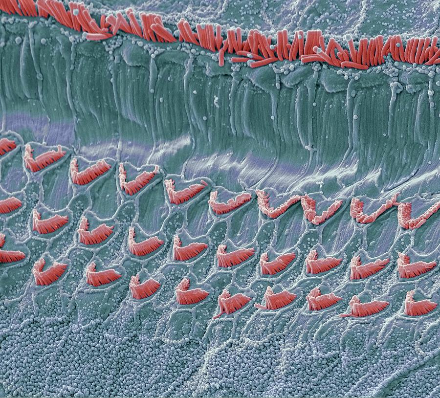 Inner Ear Hair Cells, Sem #4 Photograph by Steve Gschmeissner