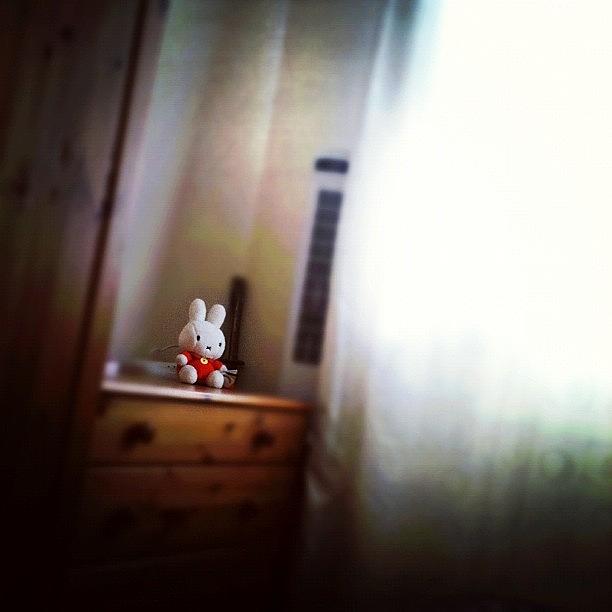 Rabbit Photograph - Instagram Photo #4 by Daniel Mitchell