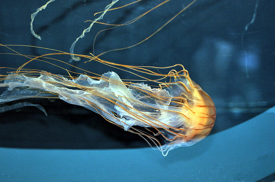 Jellyfish #4 Photograph by Allan Rothman