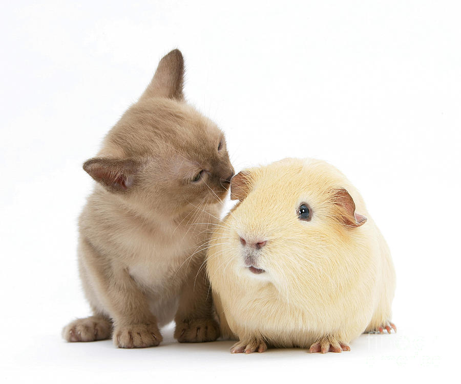 Animal Photograph - Kitten And Guinea Pig #4 by Mark Taylor