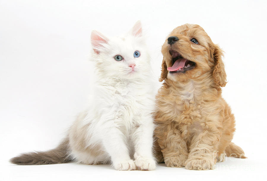 Animal Photograph - Kitten And Puppy #4 by Mark Taylor