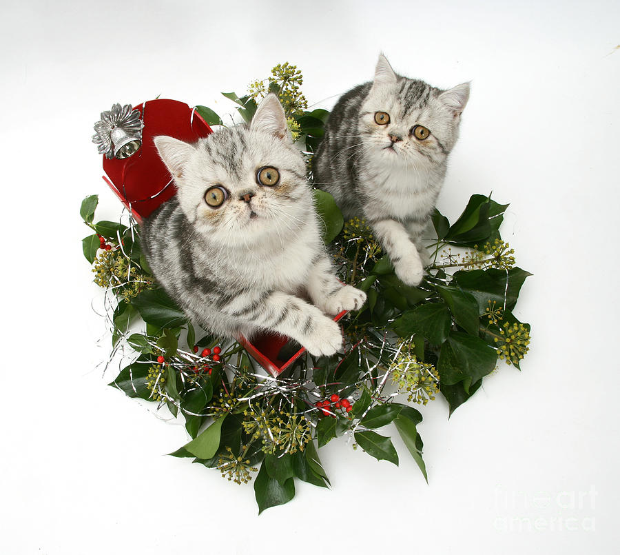 Christmas Photograph - Kittens In A Miniature Sled #4 by Jane Burton