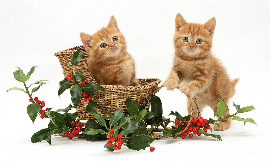 Kittens With A Sledge #4 Photograph by Jane Burton