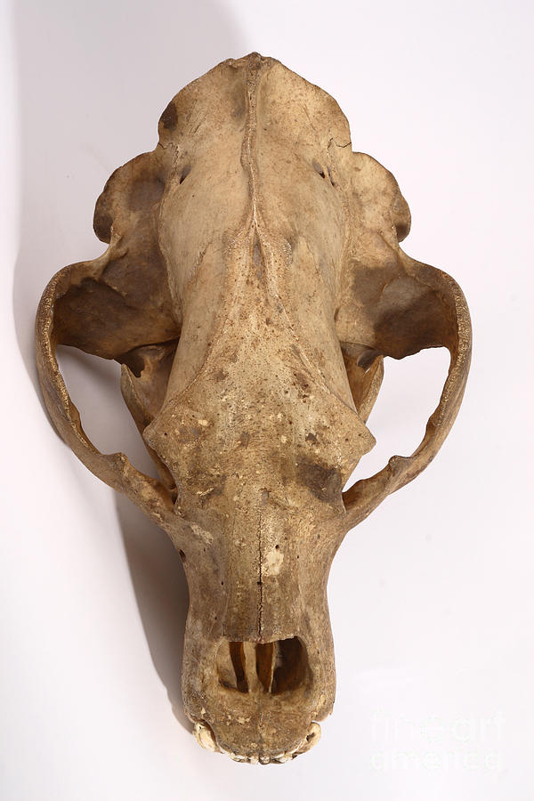 Kodiak Bear Skull #4 Photograph by Ted Kinsman