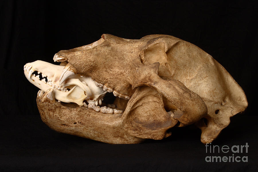 Kodiak Bear Skull With Coyote Skull #4  by Ted Kinsman