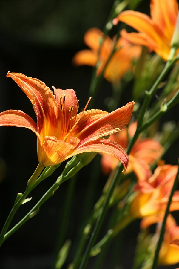 Nature Photograph - Lady Orange Lily #4 by Valia Bradshaw