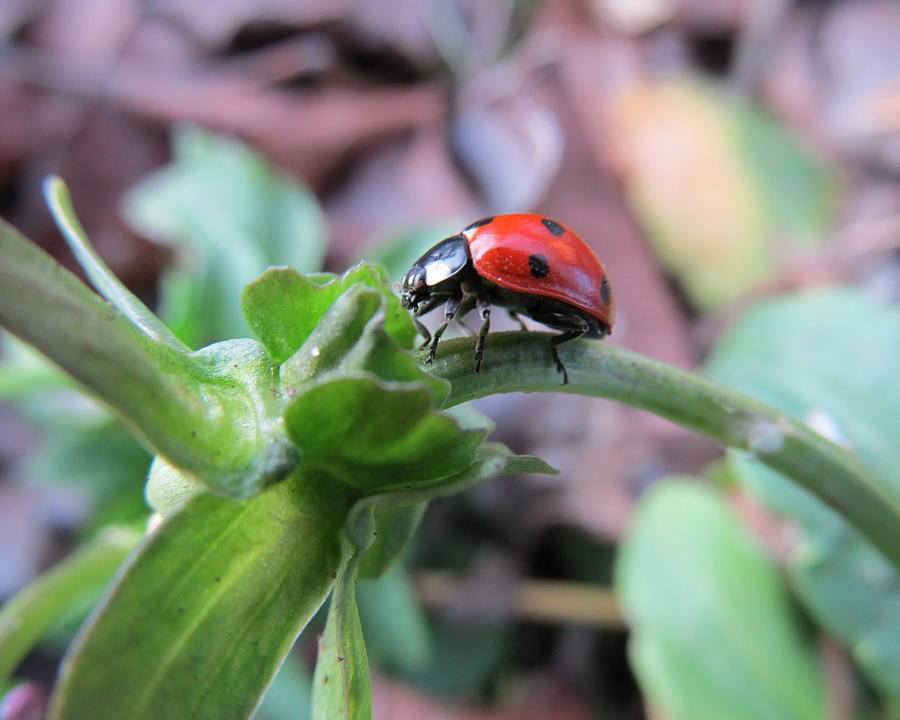 Ladybug #4 Photograph by Michele Caporaso