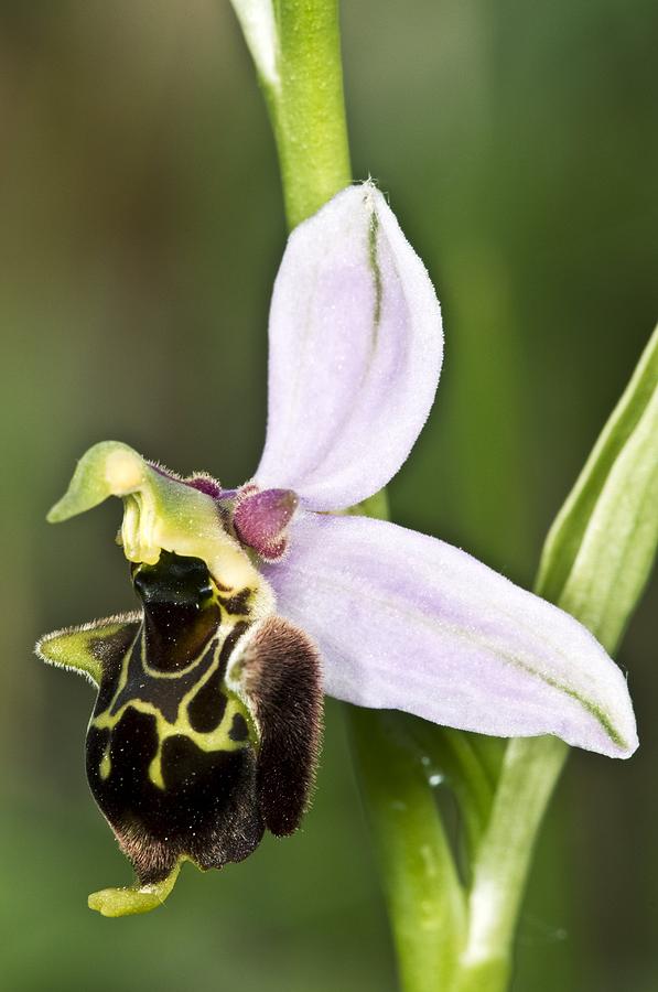 Late Spider Orchid (ophrys Fuciflora) Photograph by Paul Harcourt ...