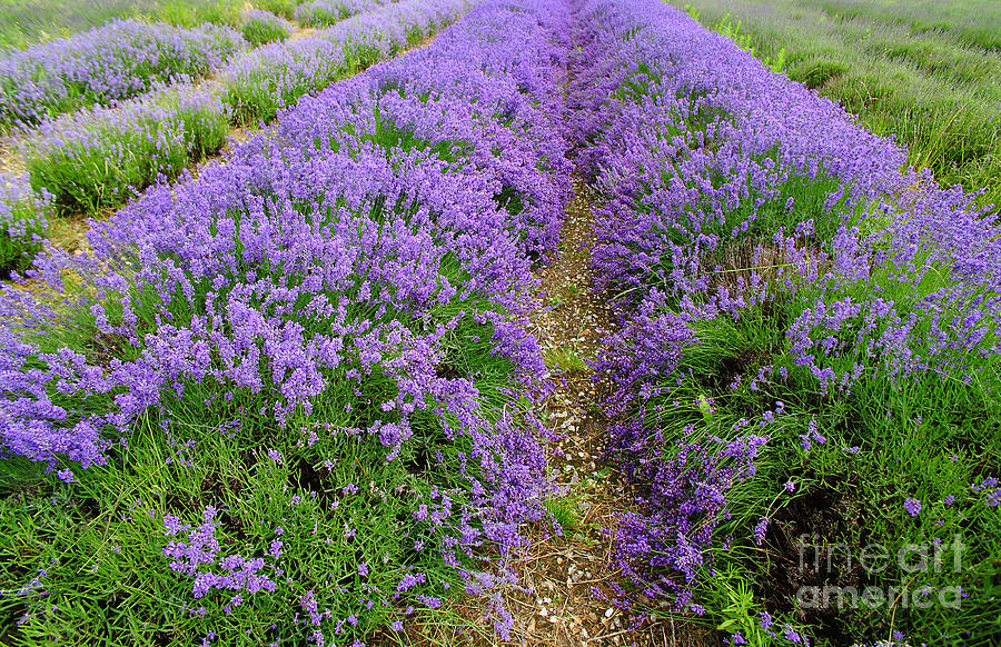 Lavenders #4 Photograph by Milena Boeva