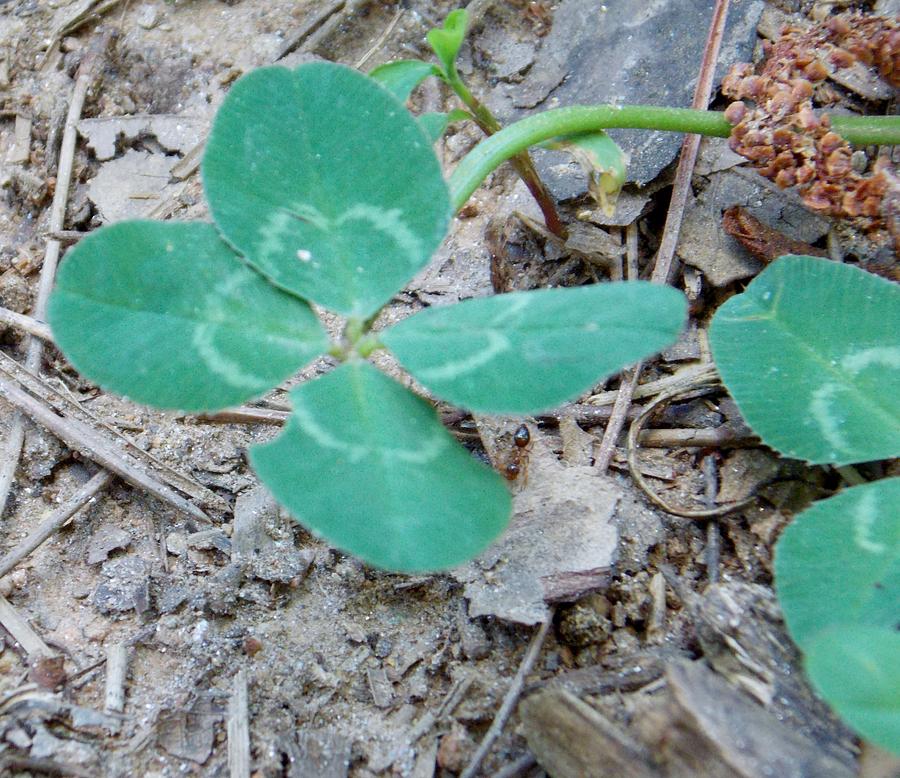 4-leaf-clover-photograph-by-jaymie-pierce